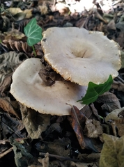 Lactarius pyrogalus