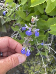Salvia cedrosensis