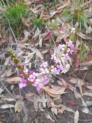Stylidium graminifolium