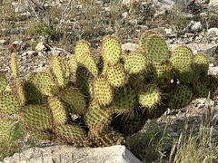 Opuntia strigil
