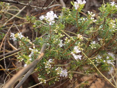 Agathosma capensis
