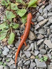 Pseudotriton ruber