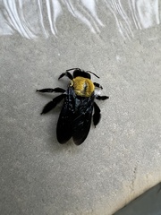 Xylocopa aestuans