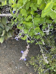Salvia cedrosensis
