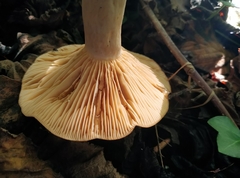 Lactarius pyrogalus