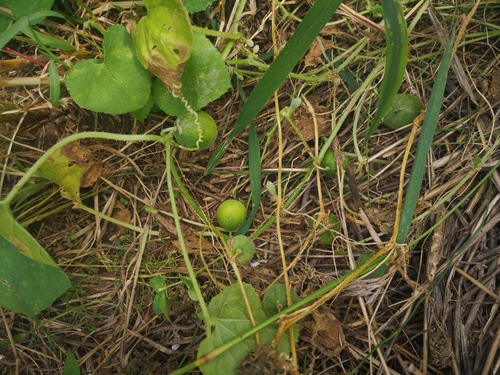Wild Muskmelon
