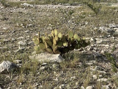 Opuntia strigil