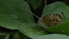 Junonia atlites