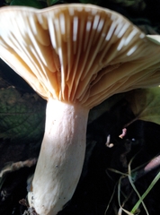 Lactarius pyrogalus