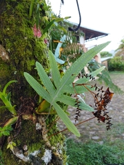 Phlebodium pseudoaureum