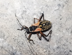 Notobitus meleagris