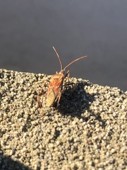 Leptoglossus occidentalis