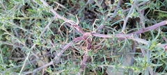 Salsola tragus