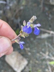 Salvia cedrosensis