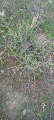Salsola tragus