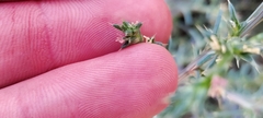 Salsola tragus