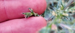 Salsola tragus