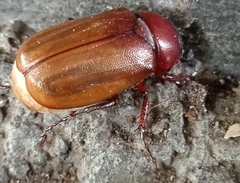 Amphitrichia constricta