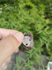 Ypthima multistriata