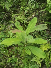 Magnolia officinalis