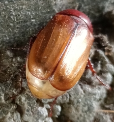 Amphitrichia constricta