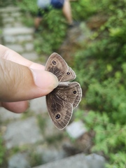 Ypthima multistriata