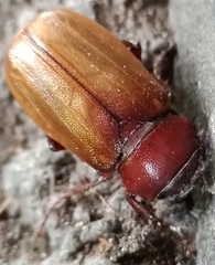 Amphitrichia constricta