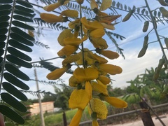 Sesbania javanica