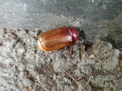 Amphitrichia constricta