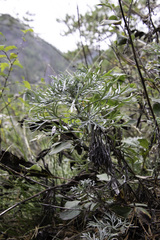 Artemisia sericea