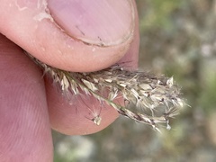 Chloris virgata