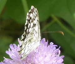 Melanargia