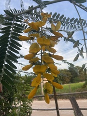Sesbania javanica