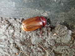 Amphitrichia constricta