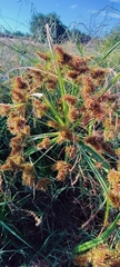 Cyperus erythrorhizos