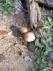 Psathyrella bipellis