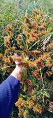Cyperus erythrorhizos