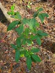 Ditrysinia fruticosa
