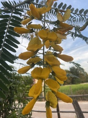 Sesbania javanica