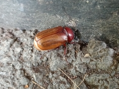 Amphitrichia constricta