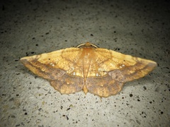 Garaeus specularis