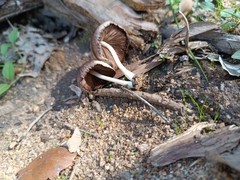 Psathyrella bipellis