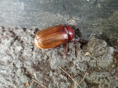 Amphitrichia constricta