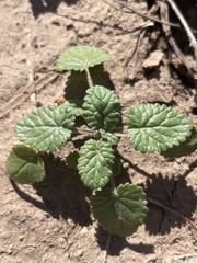 Dracocephalum parviflorum