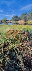 Cyperus erythrorhizos
