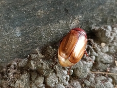 Amphitrichia constricta