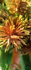 Cyperus erythrorhizos