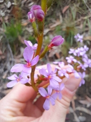 Stylidium graminifolium