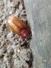 Amphitrichia constricta