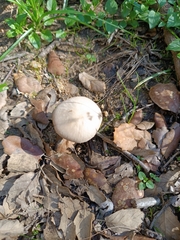 Psathyrella bipellis